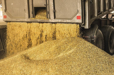 Казахстан продлил запрет на автомобильный ввоз пшеницы